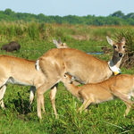 Proyecto_venado-680x362